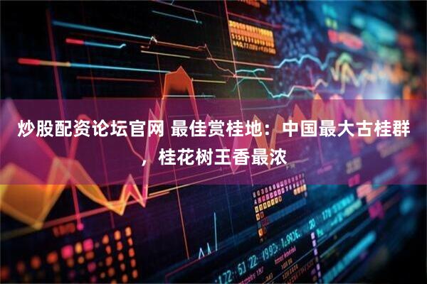炒股配资论坛官网 最佳赏桂地：中国最大古桂群，桂花树王香最浓